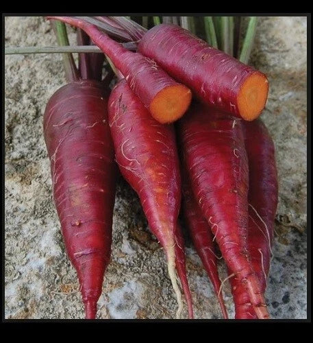 Purple Dragon Carrot Seeds - Heirloom Variety, Vibrant Purple Color, Daucus carota, Pack of 100-1,000 Seeds