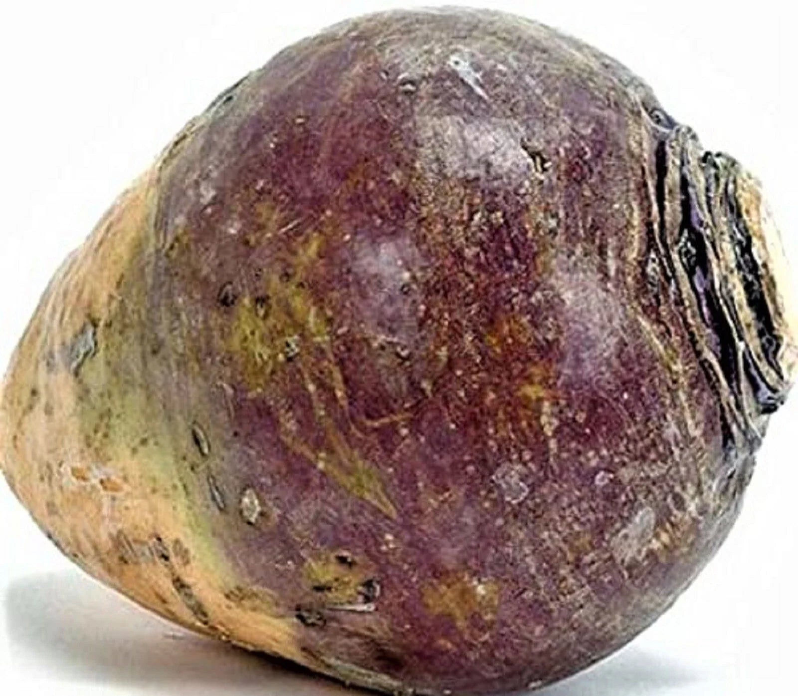 Rutabaga Seeds 500+ Count Non-GMO American Purple Top Brassica napus for Home Garden, Nutritious Root Vegetable