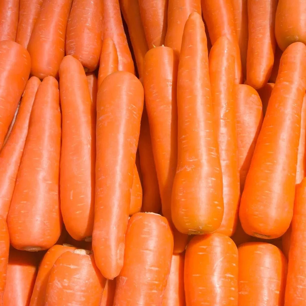 Brilliance Carrot Seeds | Heirloom NON-GMO Daucus carota Vegetable Seeds