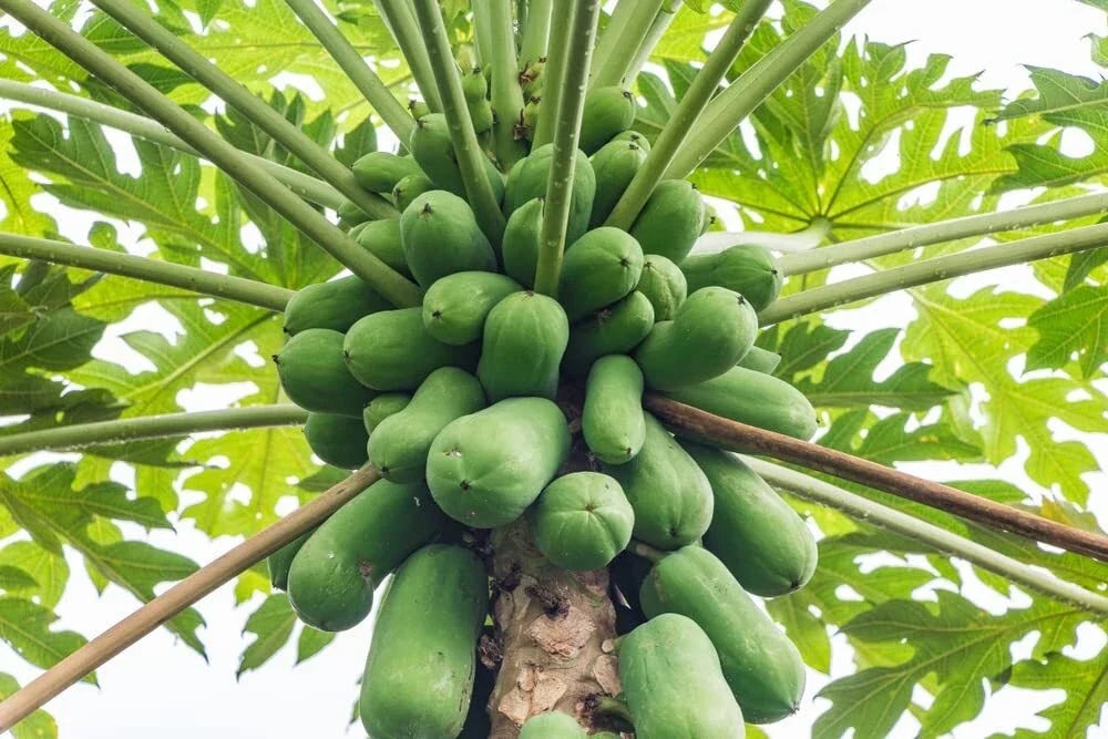 Papaya Tree Seeds - Honeydew Variety - Carica Papaya - Fast-Growing Tropical Fruit Seeds - 5 Pack