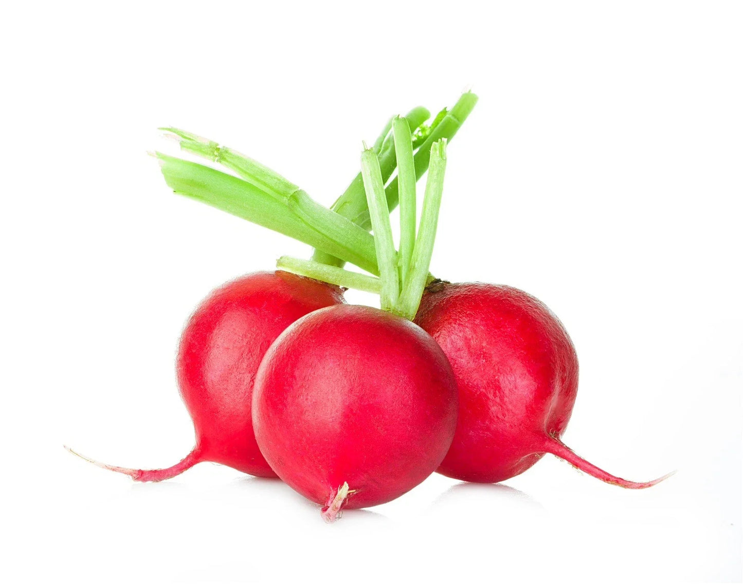 Crimson Giant Radish Seeds – Organic Non-GMO Heirloom Raphanus sativus, 200 Packets for Home Garden, Fast-Growing, Full Sun