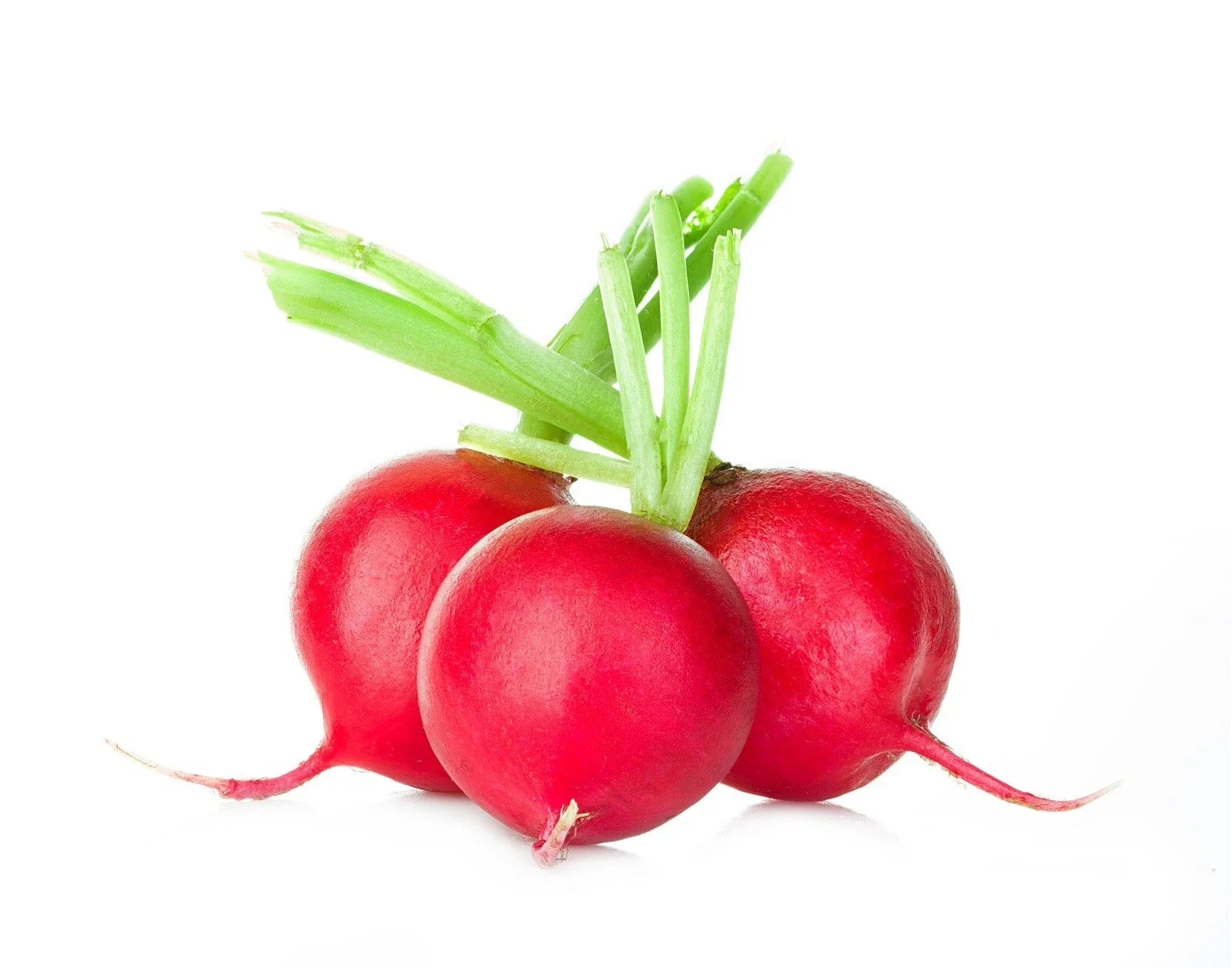 Crimson Giant Radish Seeds – Organic Non-GMO Heirloom Raphanus sativus, 200 Packets for Home Garden, Fast-Growing, Full Sun