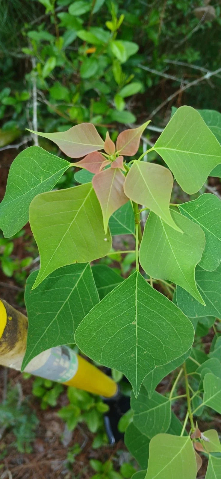Rare Popcorn Tree Sapling 2-Pack - Triadica sebifera - White Seed Tree - Southern Alabama Grown Live Plant