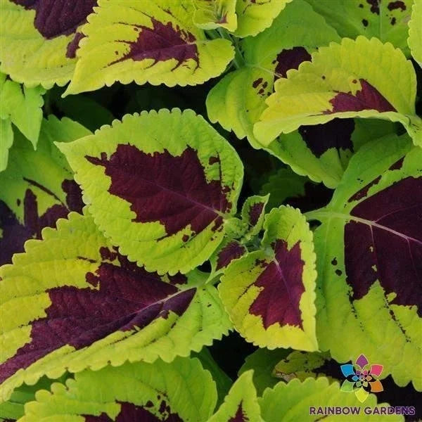 Kong Lime Sprite Coleus Seeds - 25+ Pack, Bright Green Foliage, Solenostemon scutellarioides, Garden Planting, Easy to Grow