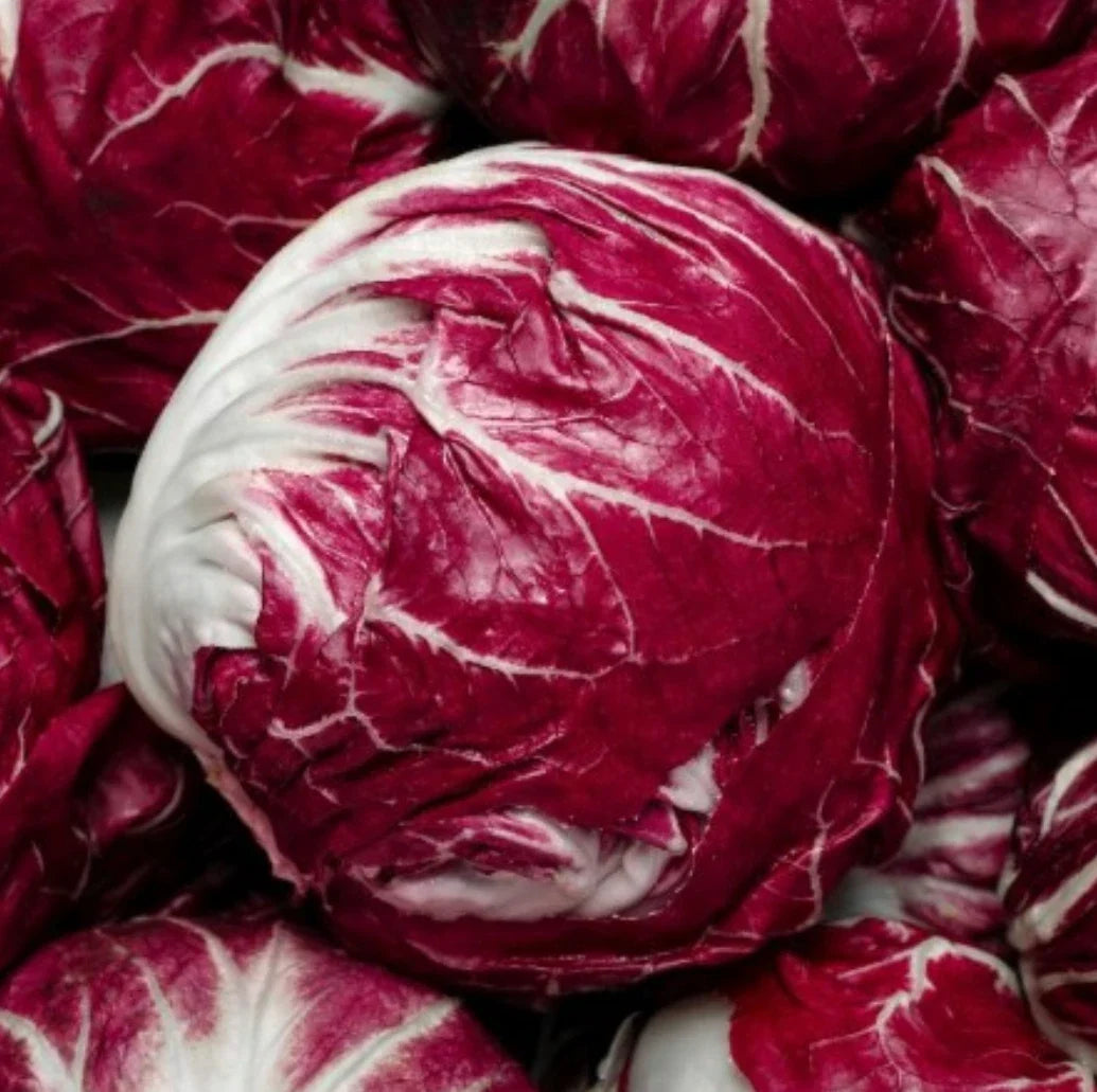 Palla Rossa Radicchio Seeds - Over 1,000 Non-GMO Cichorium intybus Endive Seeds for Home Gardens & Gourmet Dishes