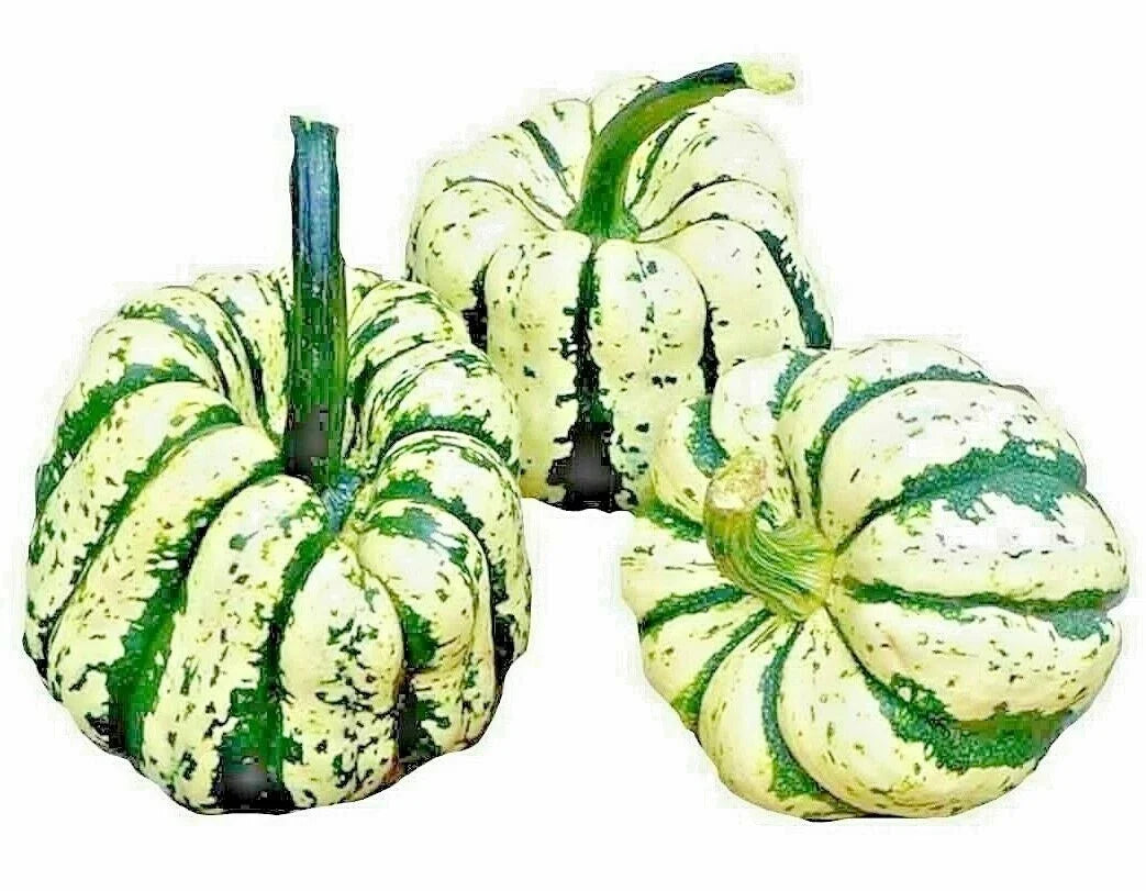 Sweet Squash Seeds - Heirloom Non-GMO Cucurbita pepo for Spring Vegetable Garden, 20 Pack