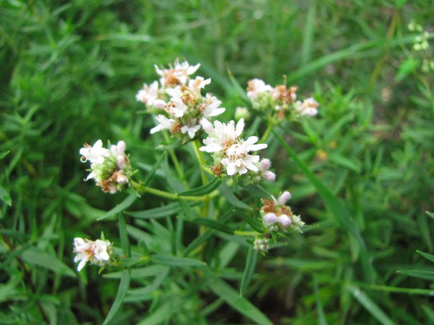 Mint Seeds 300 Count - Mountain Wild Herb - Shade & Sun - GroCo USA