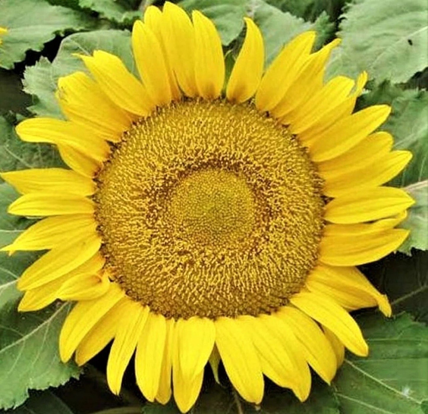 Yellow Pygmy Sunflower Seeds - 50+ Non-GMO Helianthus annuus for Small Gardens & Containers