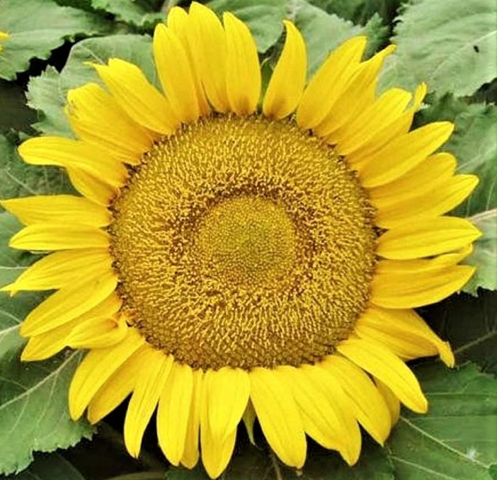Yellow Pygmy Sunflower Seeds - 50+ Non-GMO Helianthus annuus for Small Gardens & Containers