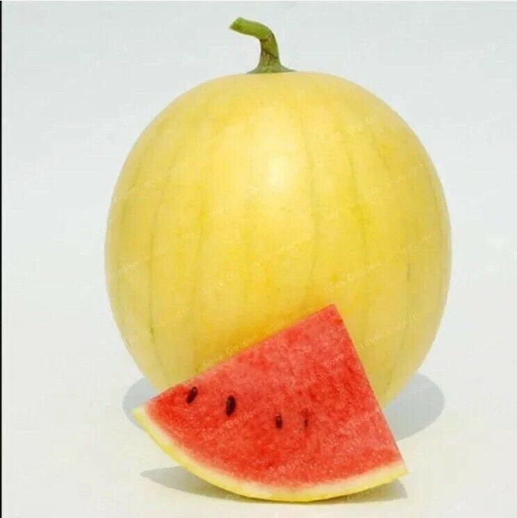 Gold Skin Watermelon Seeds - Yellow Citrullus lanatus - 20 Pack, Royal Golden Skin, Juicy Yellow Flesh, Vining Plant