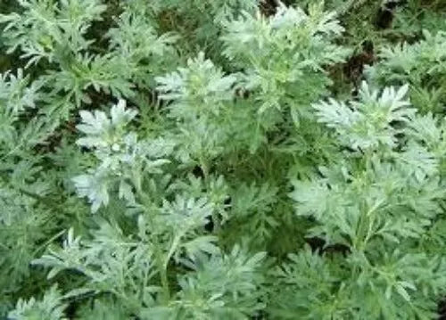 Organic Wormwood Seeds 100 Pack Artemisia Absinthium Perennial Herb for Gardens