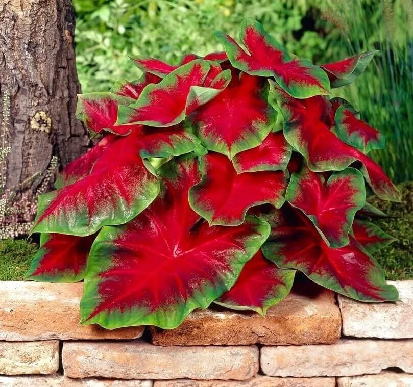 Florida Cardinal Caladium Bulbs - 2 Pack, Heart-Shaped Red & Green Foliage, Shade-Loving Perennial, Caladium × hortulanum