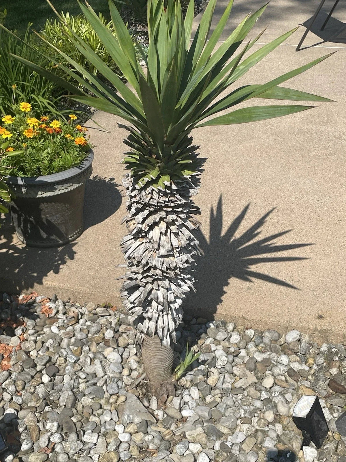 Yucca Pups Bare Root Plants – Yucca filamentosa for Indoor & Outdoor Gardening, Drought Tolerant, Low Maintenance