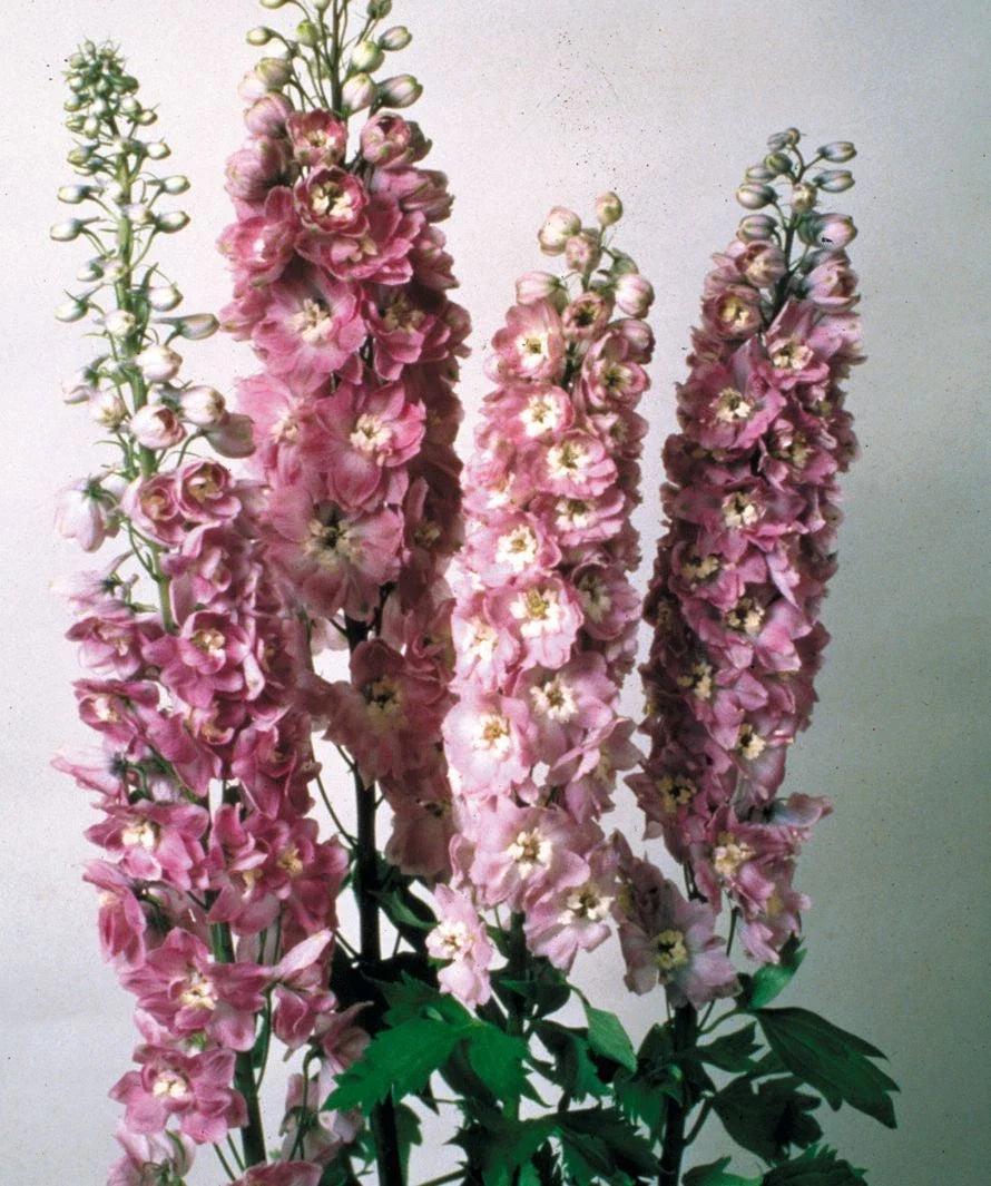 Delphinium elatum Lilac Pink Perennial Seeds – Full Sun, Garden Flower, Cottage Garden, Pollinator Attractant