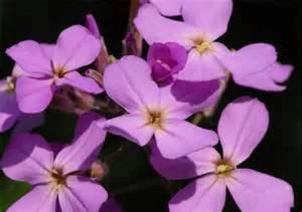 Evening Scented Stock Flower Seeds – 200 Fragrant Matthiola longipetala Seeds for Garden, Container, Cutting Garden