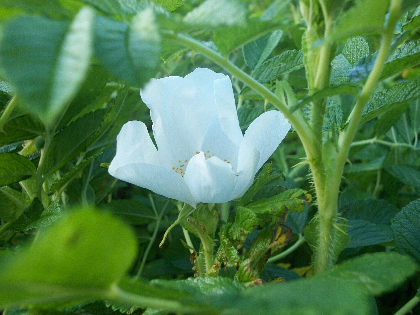 White Rugosa Rose Seeds, Rosa rugosa albiflora, Fragrant White Flowering Shrub for Gardens & Landscaping