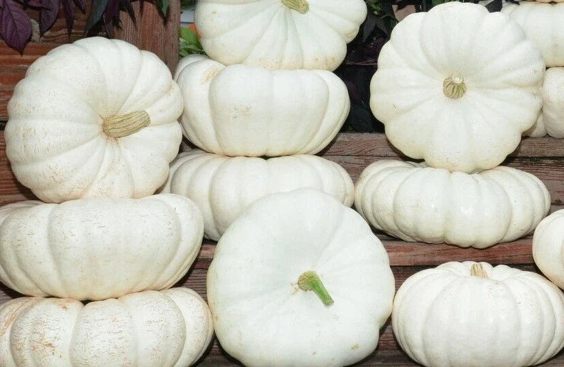 Moon Light F1 Pumpkin Seeds – Large Creamy-White Cucurbita pepo Gardening Seeds for Planting & Decoration