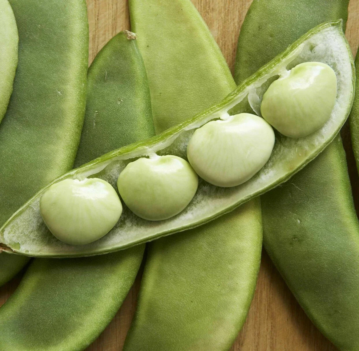 Fordhook 242 Lima Bean Seeds | Treated Vegetable Seeds | Phaseolus lunatus | Butter Pea Fava Seed for Garden Planting