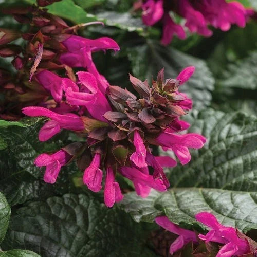 Fuchsia Salvia Seeds - 50 Perennial Flower Seeds for Hummingbirds - Salvia splendens - Easy to Grow, Full Sun, Garden Borders