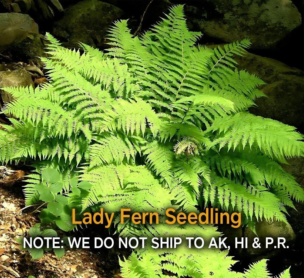 Lady Fern Rhizomes - 5 Live Roots, Deer Resistant, Zones 3-8 - Athyrium filix-femina