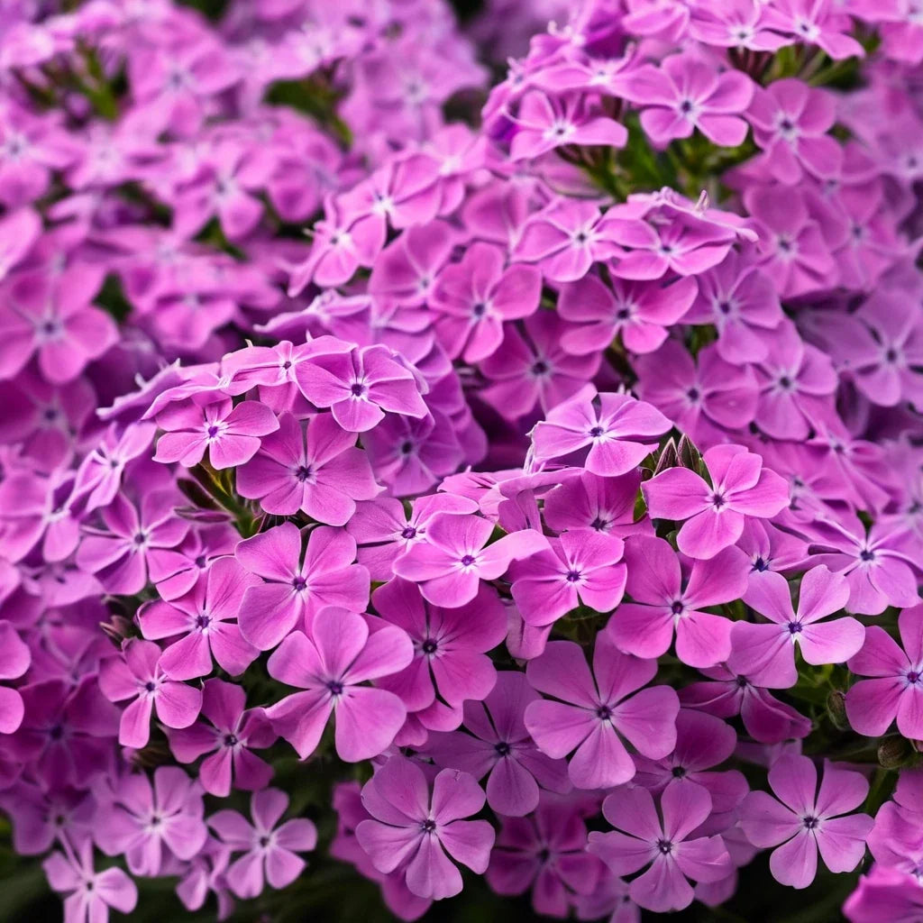 Ruby Phlox Seeds - Perennial Flower Seeds for Bees & Butterflies - Phlox paniculata - 50 Pack