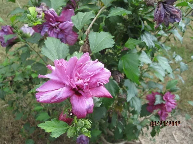 Red Althea Double Red Rose of Sharon Hibiscus syriacus - 3 Premium Cuttings 6-8"