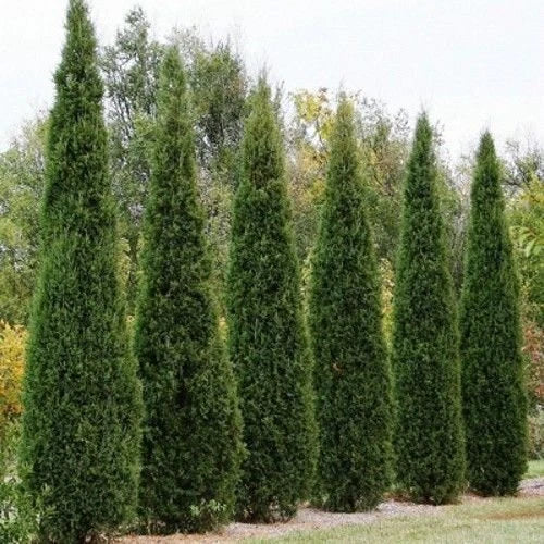 Eastern Red Cedar Tree Seeds - Juniperus virginiana - Native Evergreen for Landscaping & Wildlife Habitat - 25+ Seeds