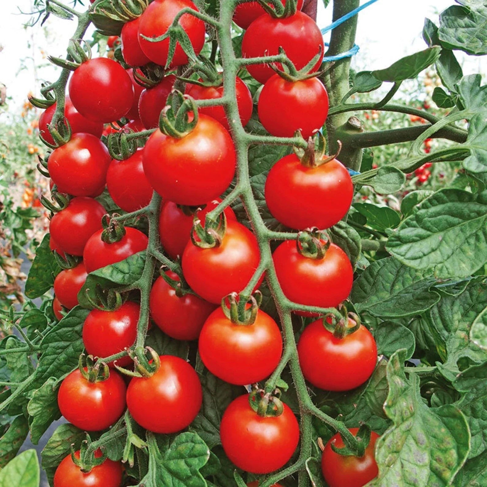 Cherry Tomato Seeds - 200+ Organic Heirloom Non-GMO Solanum lycopersicum for Home Garden, Container, and Raised Bed Cultivation