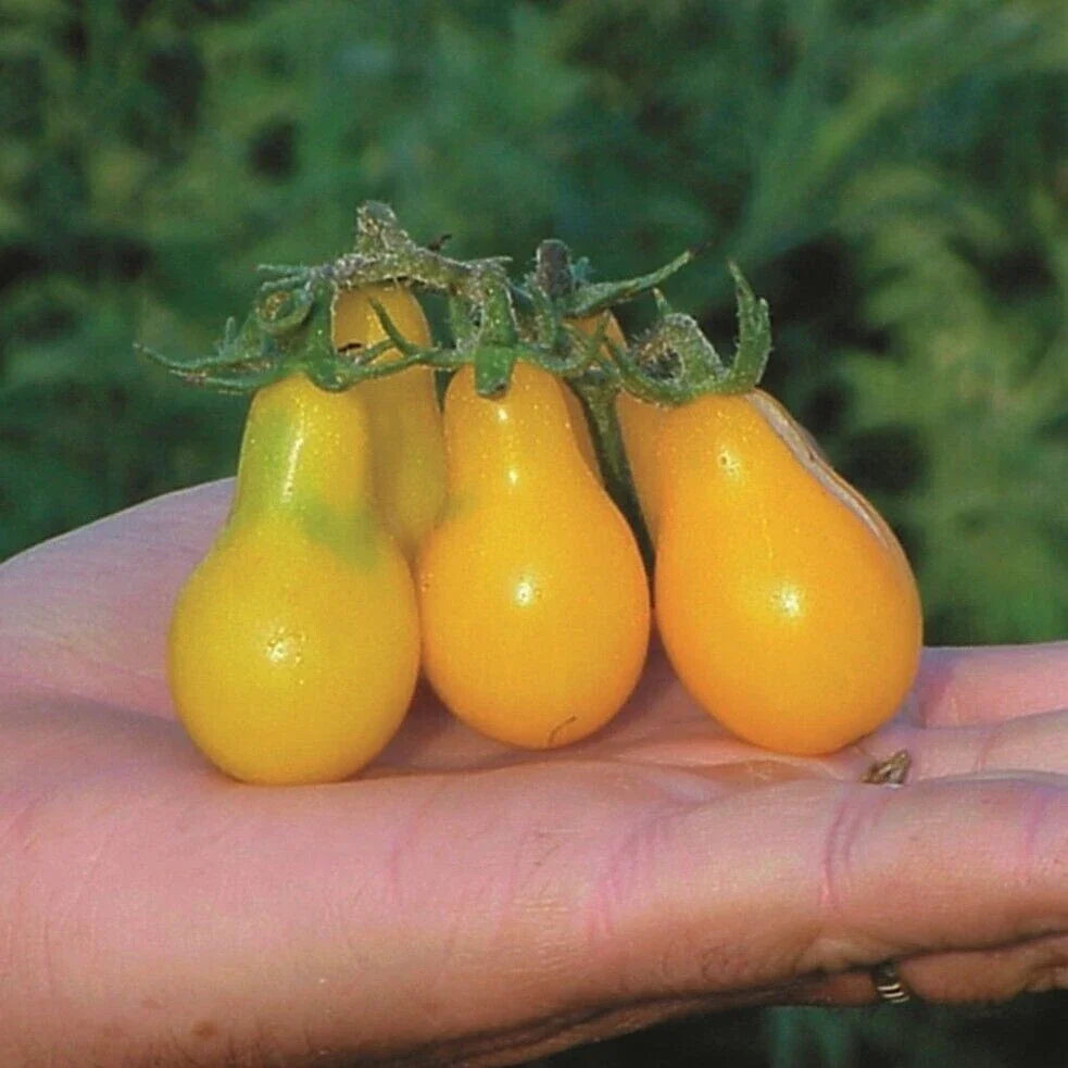 Yellow Pear Tomato Seeds - Heirloom Organic Non-GMO Pack of 30+ Solanum lycopersicum