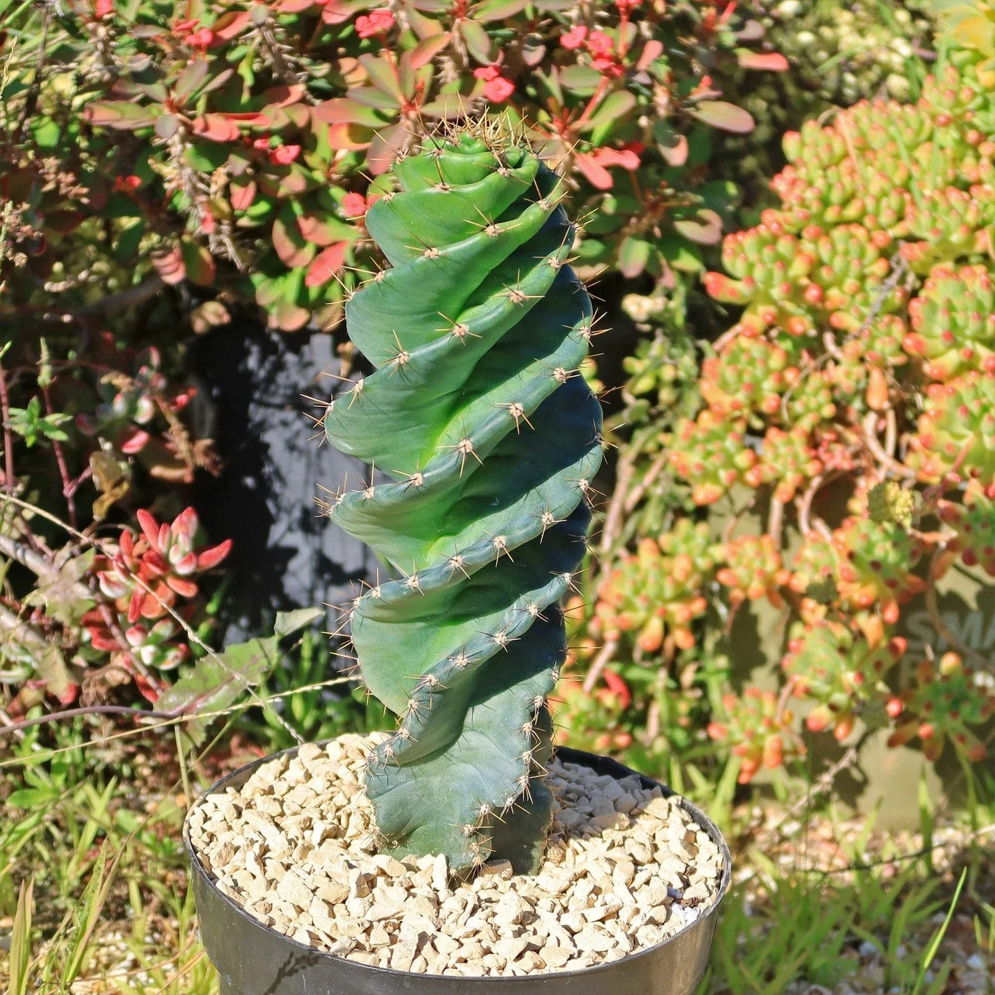 Spiral Cactus Plant - Cereus forbesii 'Spiralis' Live Succulent for Indoor and Outdoor Gardening