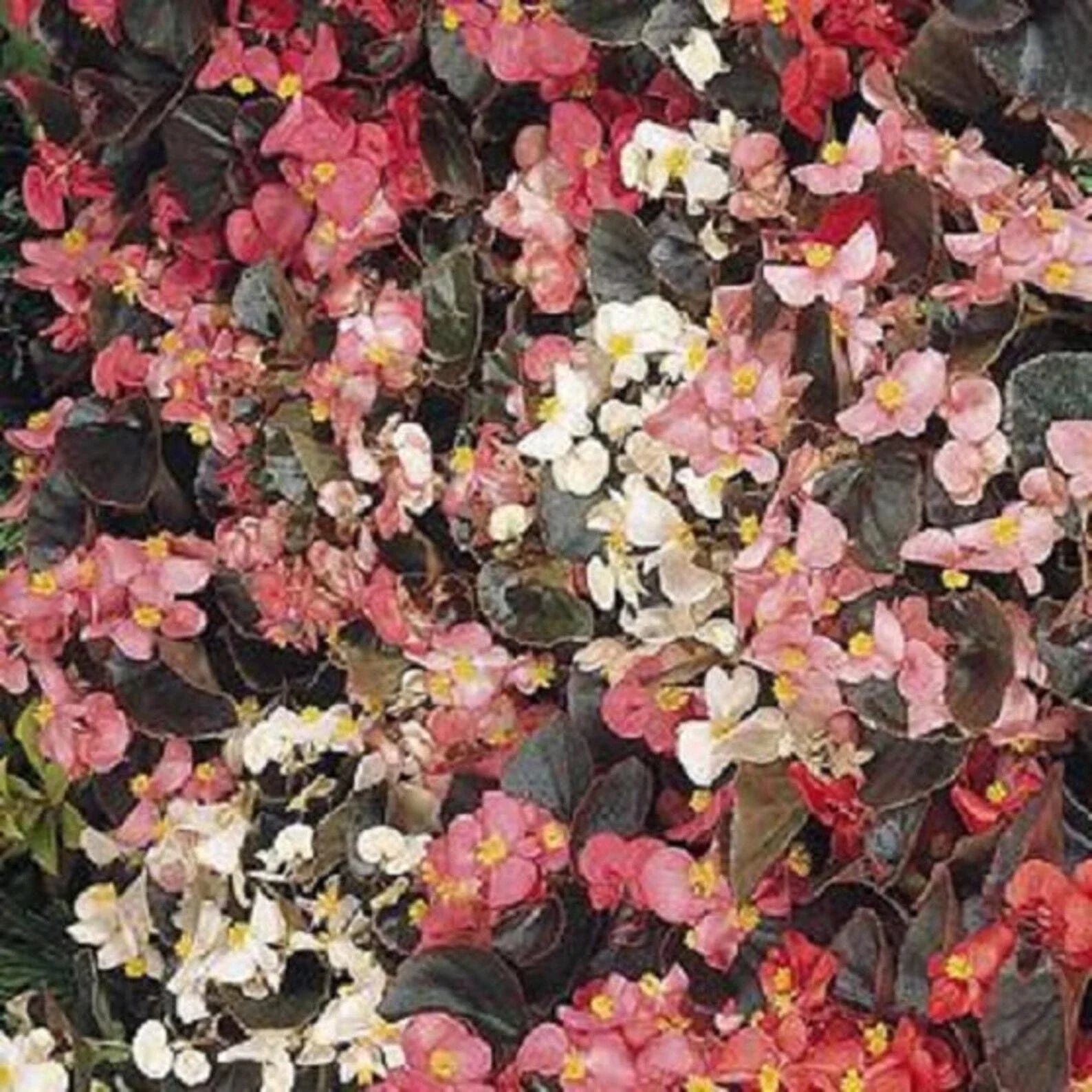 Begonia Seeds 1000 Count Cocktail Mix - Vibrant Colors, Shade Tolerant, Begonia spp. for Garden, Container & Border Planting