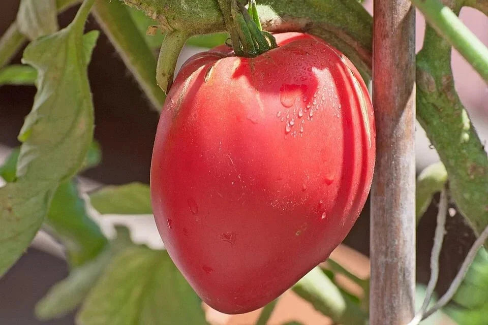 Organic Anna Russian Tomato Seeds - Heirloom, Non-GMO, 100 Pack, Solanum lycopersicum, Full Sun, Home Garden