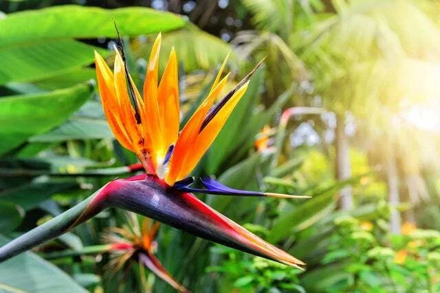 Bird of Paradise Flower Seeds - 5 Seeds, Strelitzia reginae, Tropical Plant, Exotic Bloom, Easy to Grow