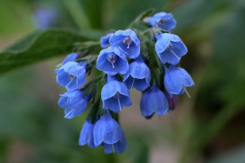 Virginia Bluebells Plants - 2 Shade Loving Perennials for Woodland Gardens - Mertensia virginica