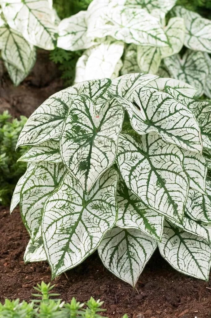 Caladium Bulbs Large Size White Candidum Caladium bicolor Tropical Foliage Plant