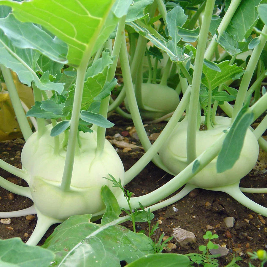Kohlrabi Seeds White Vienna - Organic Brassica oleracea Vegetable Seeds