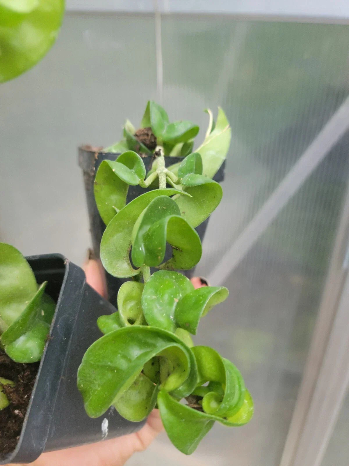 Hoya Hindu Rope Plant - 4" Pot - Variegated Wax Plant - Hoya carnosa 'Compacta'