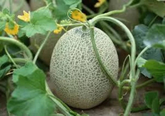 Organic Hales Cantaloupe Seeds - 30 Cucumis melo var. cantalupensis for Home Garden, Juicy Melon Seeds