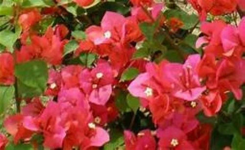 Bougainvillea Starter Plant - Miss Manila Variety - Live Plug - Vibrant Bougainvillea spectabilis - Well Rooted Outdoor or Indoor Plant