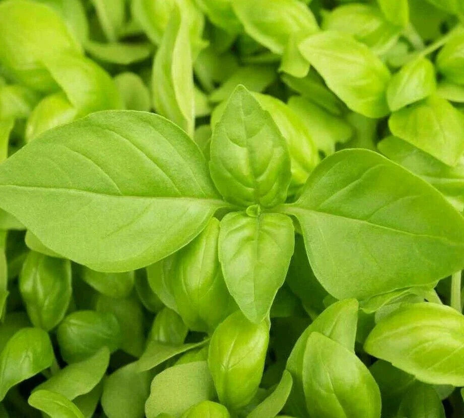 Lemon Basil Seeds 300+ Count | Ocimum basilicum var. citriodorum | Culinary Herb for Cooking & Garden