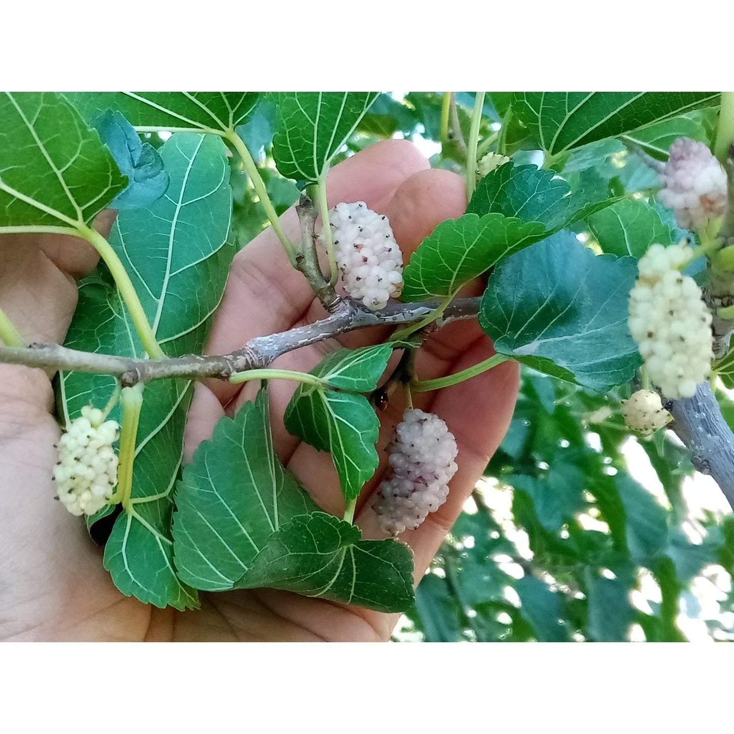 White Mulberry Cuttings 10 Pack - T530A Variety with 29+ Brix Sweetness - Morus alba for Grafting or Rooting