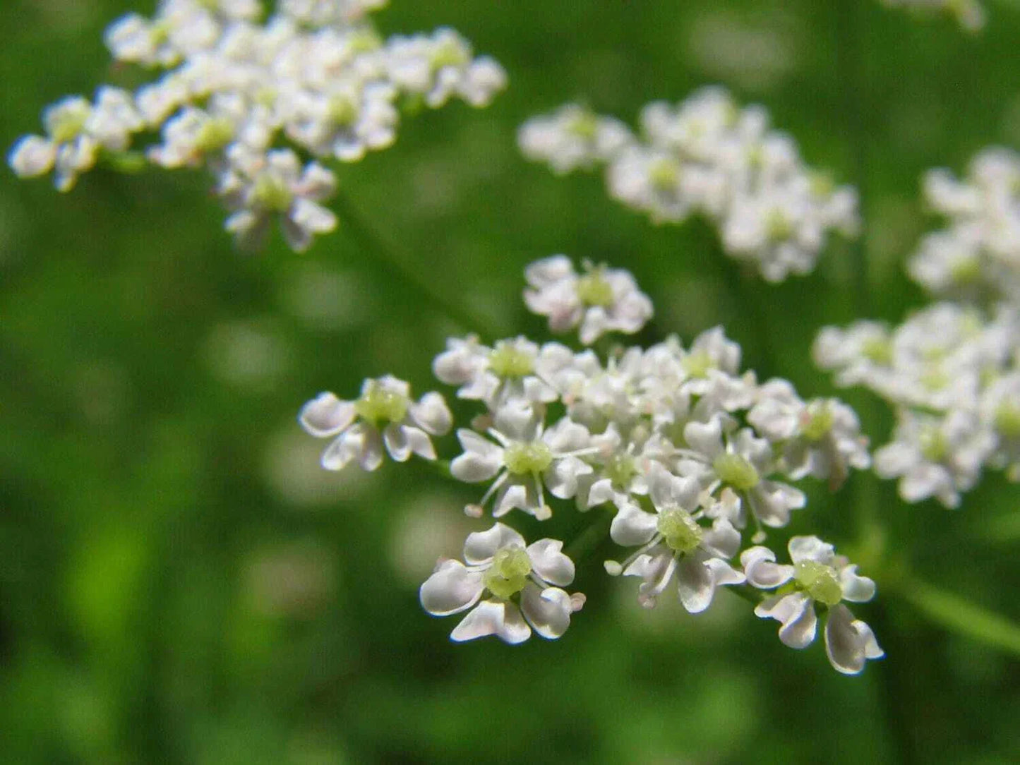 Anise Herb Seeds - 300+ Non-GMO Heirloom Licorice Seeds - Organic USA Grown