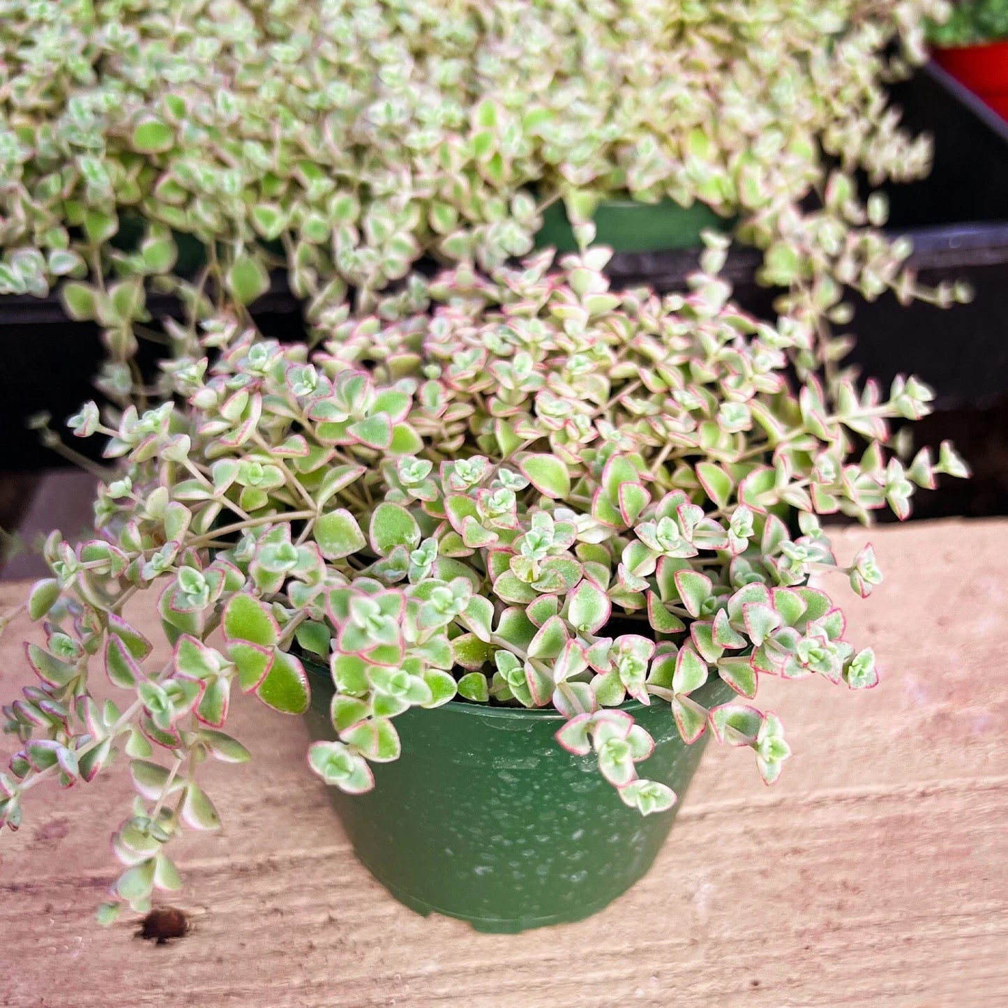 Succulent Plant in 4-Inch Pot | Crassula perfoliata var. falcata | Indoor Decor, Easy Care