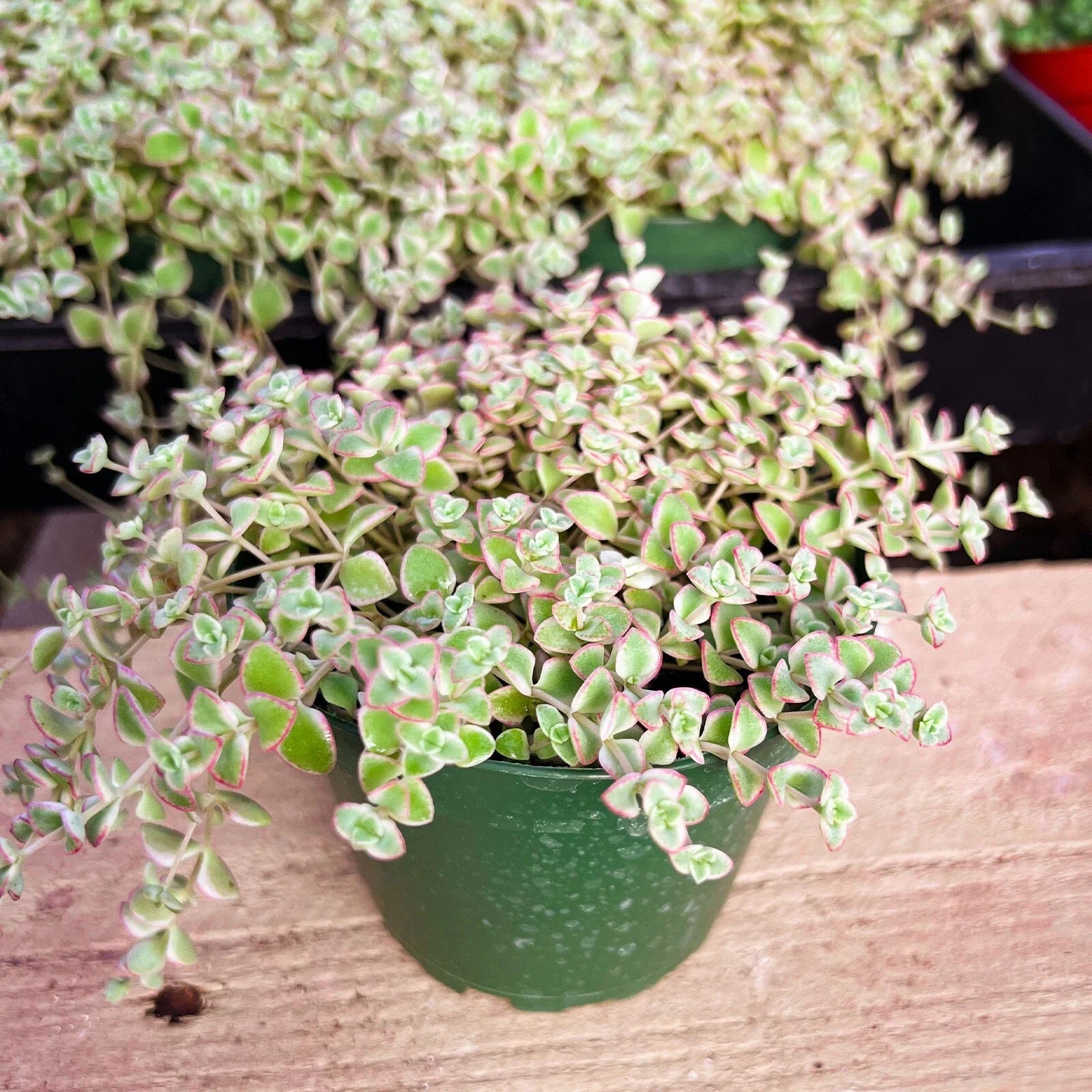 Succulent Plant in 4-Inch Pot | Crassula perfoliata var. falcata | Indoor Decor, Easy Care