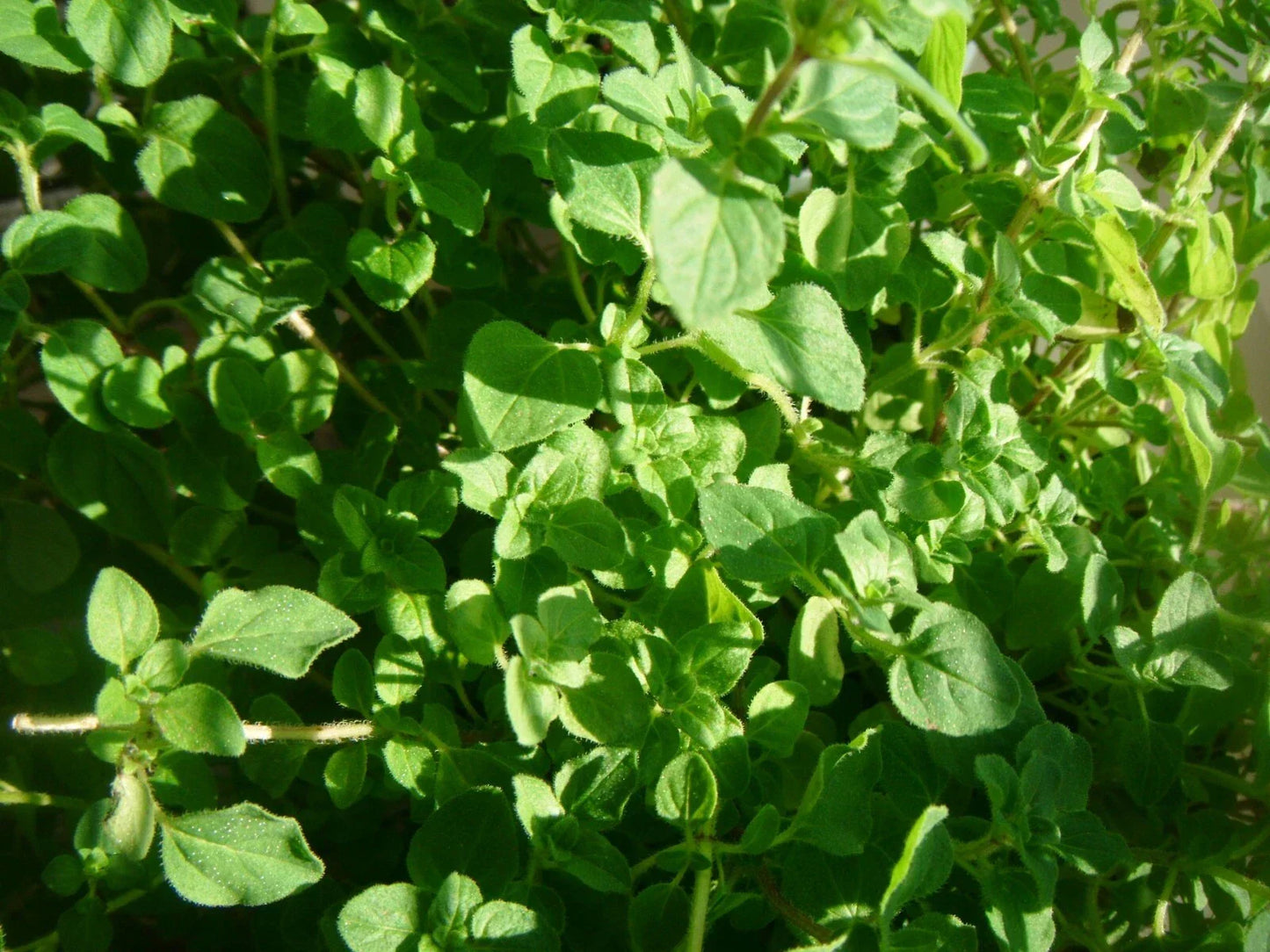 Common Thyme Seeds - 3000 Non-GMO Thymus vulgaris Herb Seeds for Culinary Gardening