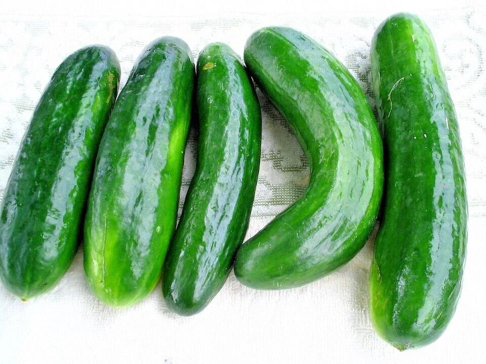 Muncher Cucumber Seeds - 100+ Organic Heirloom Non-GMO Cucumis sativus