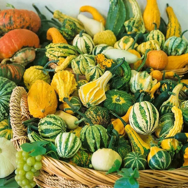 Small Ornamental Gourd Seeds Mix - Heirloom Non-GMO 15+ Varieties for Garden Decor