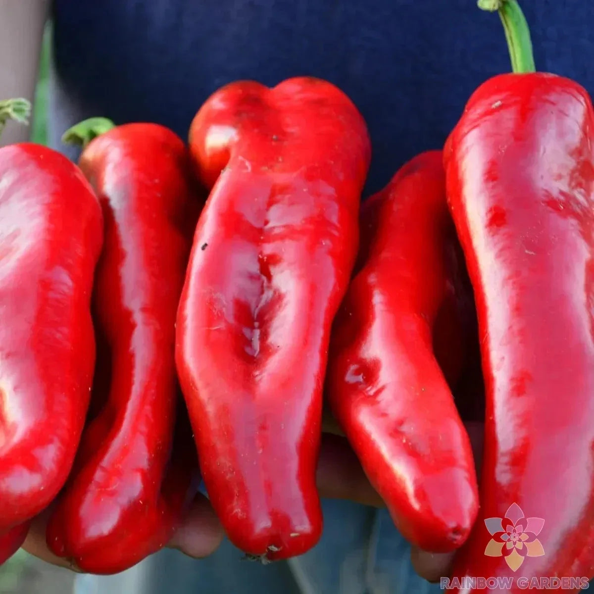 Marconi Red Sweet Pepper Seeds - Non-GMO Capsicum annuum for Garden & Container Planting, 25+ Pack, Heirloom, Fast-Growing
