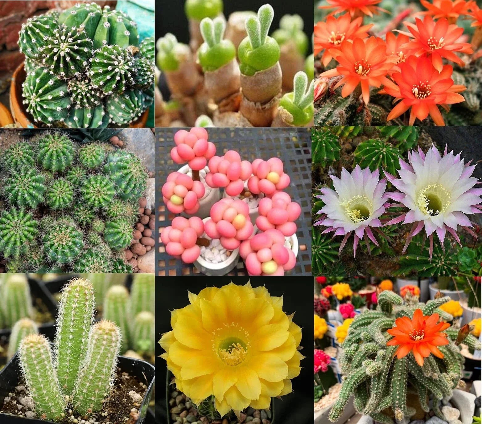Echinopsis Cactus Seeds Mix - 50+ Varieties with Colorful Flowers - Hardy Succulent Seeds - Echinopsis spp.