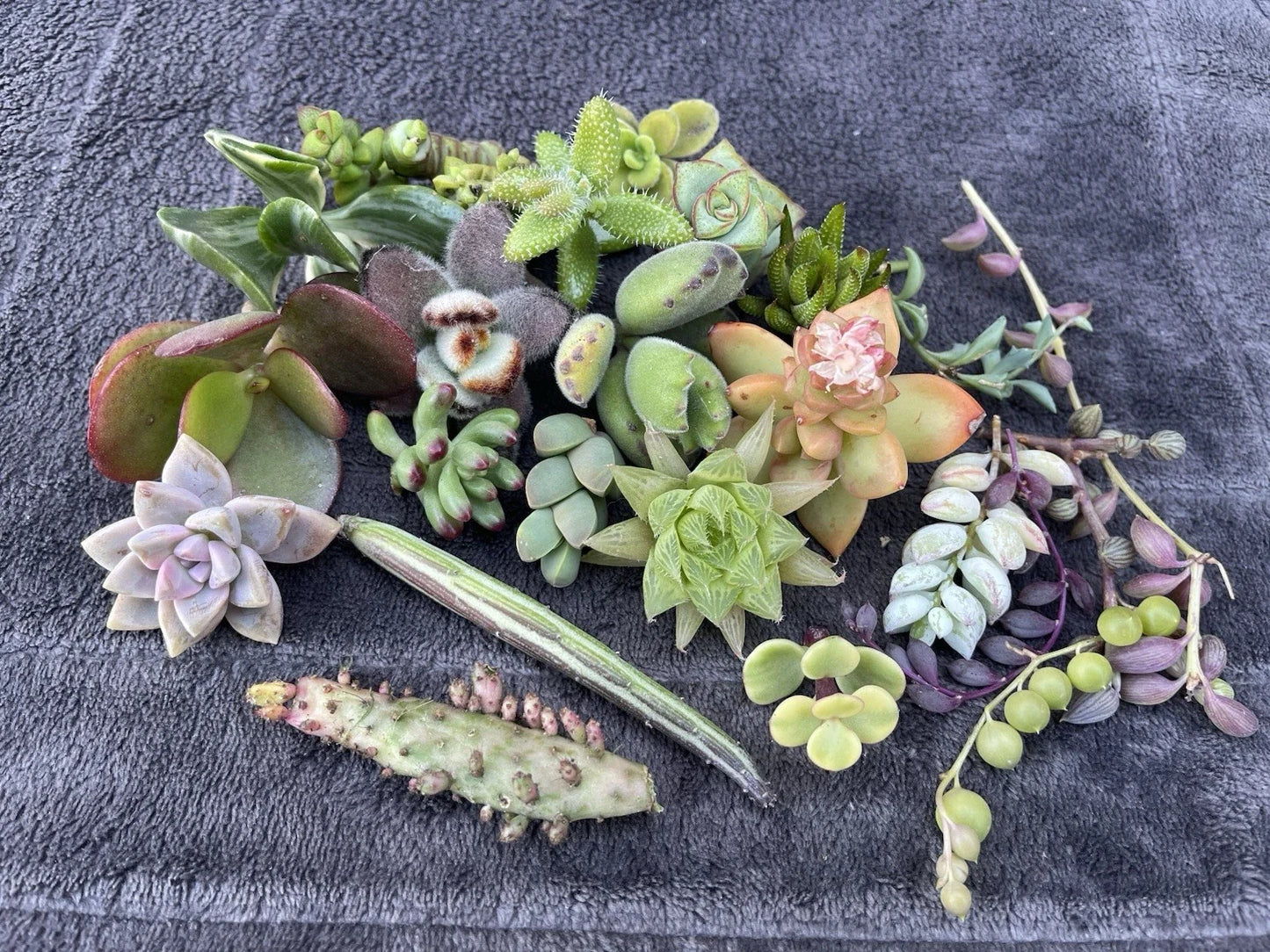 Assorted Succulent Cuttings Pack | 25 Vibrant Varieties for Indoor & Outdoor Planting | Easy Propagation & Care